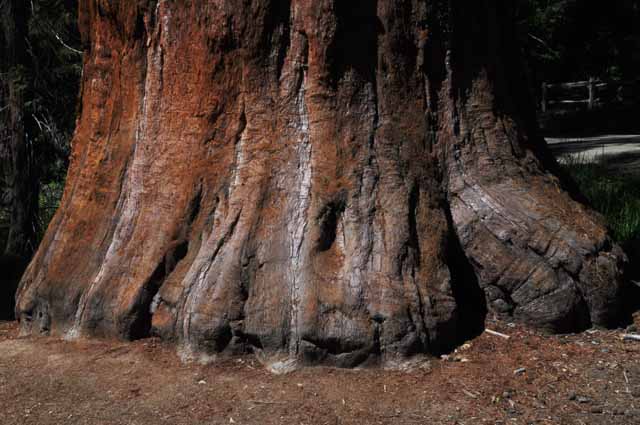 Sequoia tree trunk